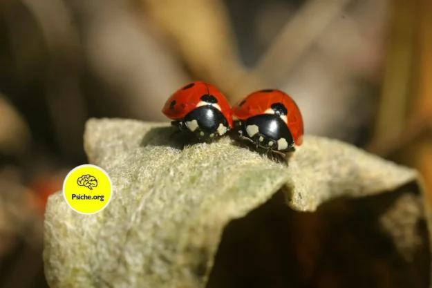 come-scegliamo-il-partner-1536×1024